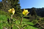 08 Pulsatilla alpina sulfurea in bocciolo